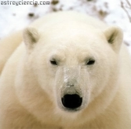 Oso Polar - Vagabundo ártico