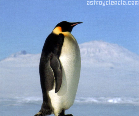 Pingüino emperador en clima polar